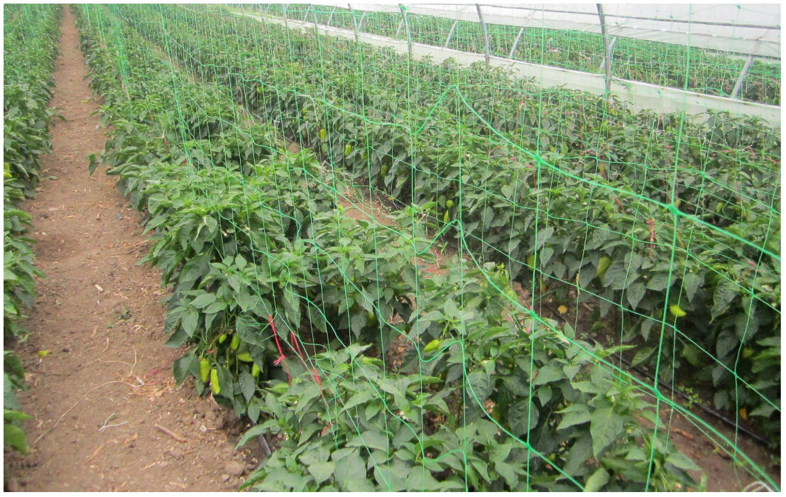 Plasa pentru Plante - 1 M5 [2]